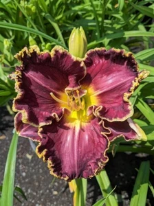Daylily Plants - 3 Varieties: Rose Knockout, Moussaka, Spiritual Corridor - Picture 1 of 3