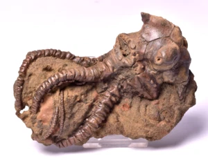 CRINOID FOSSIL , Jimbacrinus bostocki, Australia, CR44 - Foto 1 di 9