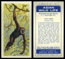 Agile Gibbon #3 Asian Wild Life 1962 Brooke Bond Tea Card