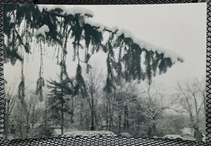 Frozen Tree Distraction c.2004 Gelatin Silver Photo - Picture 1 of 2