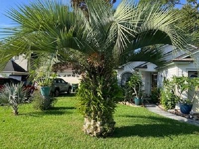 Palmera híbrida resistente al frío Butia x Jubaea F2 Foto 1 de 4
