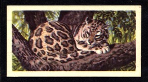 Brooke Bond Asian Wild Life (1962) Clouded Leopard No. 12