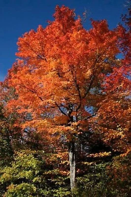 20 Tartarian FLAME MAPLE TREE Red Acer Tartaricum Seeds - Image 1 of 4