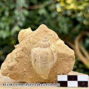 Fossil gastropods – ampullina & voluta willemett – middle eocene, lutetian – - Picture 1 of 5