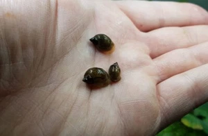 5 x Lumaca lumache acquario laghetto stagno acqua dolce Radix Balthica - Ovata - Foto 1 di 1