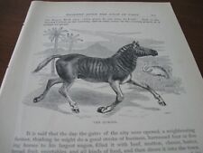 1884 Art Print ENGRAVING -QUAGGA Horses EQUINE Natural History