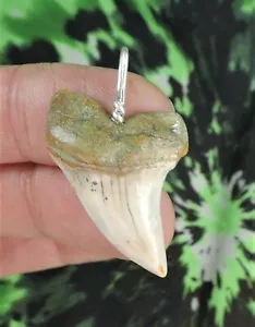 Mako Sharks Tooth Pendant fossil sharks teeth tooth NO RESTORATIONS - Picture 1 of 2