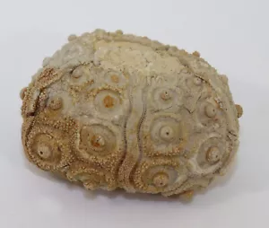 Seeigel, Plegiocidaris coronata, Jura, Kimmeridge, Nattheim, Deutschland -i436 - Bild 1 von 8
