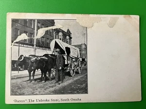 Dandy, The Unbroke Steer Postcard ~ Ezra Meeker ~ South Omaha, Nebraska NE - Picture 1 of 2