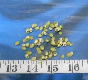 ~ Emerald Nerite Snail Shells ~ 50+ ~ Green ~ Shellcraft ~ Sailor's Valentines ~ - Picture 1 of 6