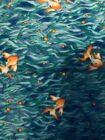 KOI dans le récif possiblement par Laurel Burch poisson rouge koi sur bleu BTFQ