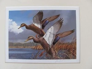 ME1 1984 Maine State Duck Stamp Print w/stamp, no folio #ME1SE10 DSS - Picture 1 of 3
