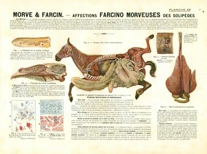 Cabinet de curiosité 1906 anatomie du cheval planche n°68 - Picture 1 of 1