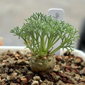 1,4 cm Sukkulente Kaktus Pflanze Sarcocaulon peniculinum Hausgarten schöne Pflanze - Bild 1 von 19