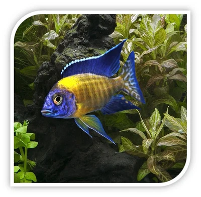 LIVE AFRICAN CICHLID ELECTRIC BLUE NEON PEACOCK GERMAN LINE 3" MALE (GRADE-A) - Image 1 of 2