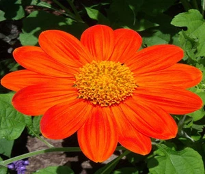 SUNFLOWER MEXICAN TORCH Tithonia Rotundifolia - 200 Bulk Seeds - Picture 1 of 1