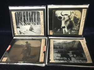 4 - Yellowstone National Park, c1910's Glass Slides Turkish, Cow, Mountain Lion - Picture 1 of 1