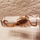 Striped Bark Scorpion 🦂 Centruroides Vittatus Wet Specimen 