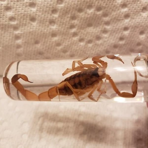 Striped Bark Scorpion 🦂 Centruroides Vittatus Wet Specimen - Picture 1 of 2