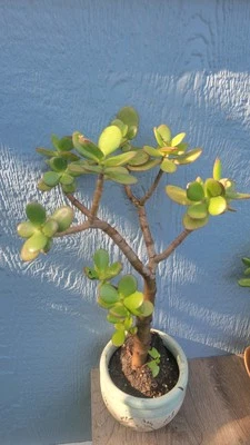 Planta de jade Crassula Ovata 15" de altura, envío, raíces desnudas. Foto 1 de 4