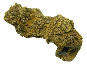 Coprolito de una tortuga antigua gigante fósil Madagascar 58,89 gramos - Imagen 1 de 5