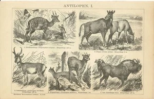 Tafel ANTILOPEN / NILGAU / GNU / KLIPPSPRINGER Original-Holzstich 1893 - Picture 1 of 1