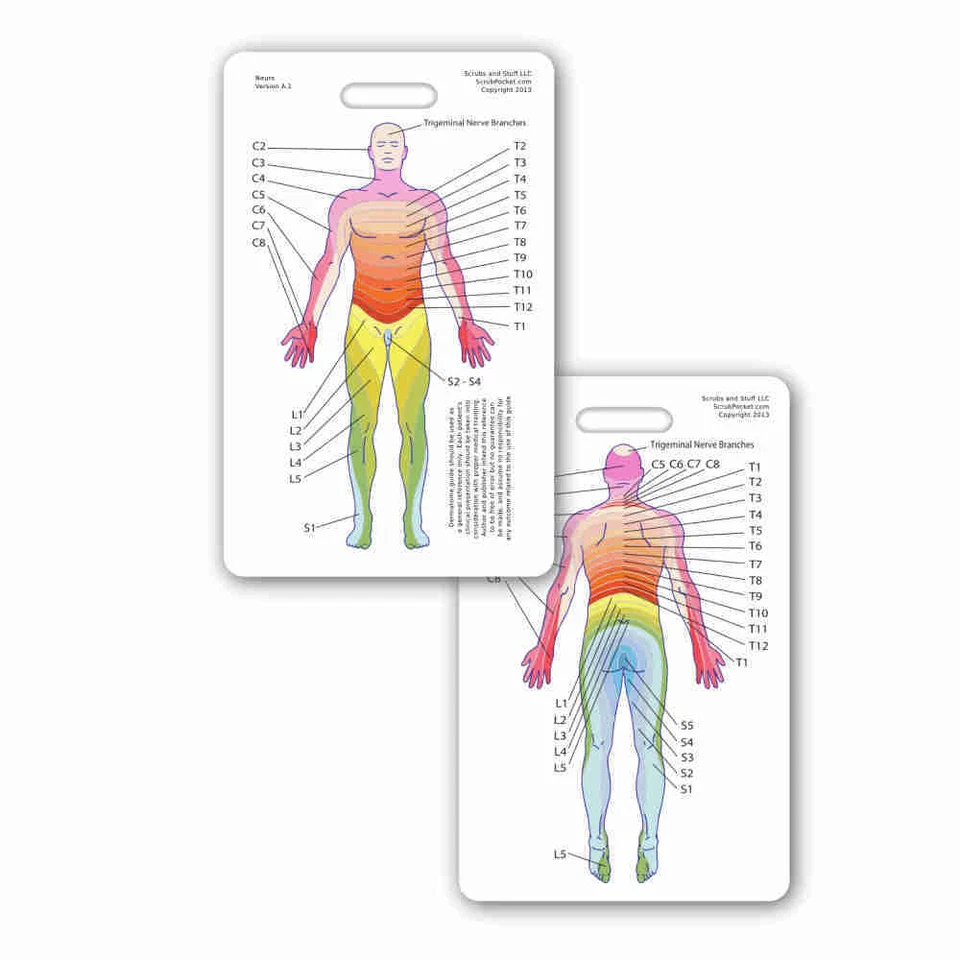 SCRUBS AND STUFF LLC Neuro Dermatome Vertical Badge ID Card Pocket Nurse RN EMT MA Paramedic LPN
