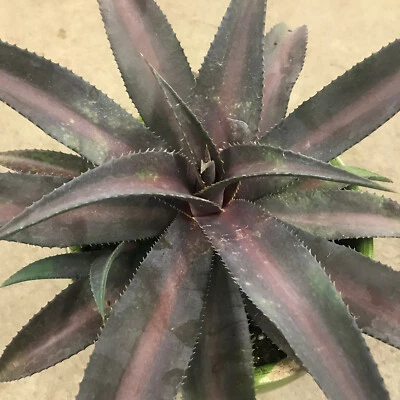 Center of Attention VARIEGATED Mangave STARTER Plant Agave & Manfreda Hybrid - Image 1 of 2