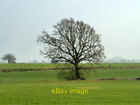 Photo 6X4 Tree By Eastergate Rife  C2012