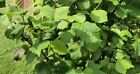 AMERICAN HAZELNUT TREE PLANTS 18 TO 24 INCHES 2 TO 3 YEAR OLD