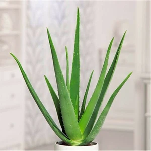 2 Medium Aloe Vera Plants, 10" - 16" in Height, Mature - Picture 1 of 2