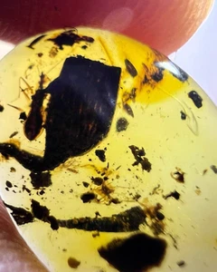 Cretaceous Fossil Burmese amber burmite Stink bug insect amber Fossil Myanmar - Picture 1 of 4