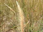 Dichelachne crinita - Long Hair Plume Grass 20 seeds