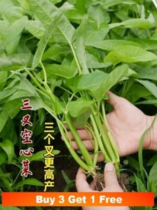 50x Triradi Water Spinach Seeds Water morning glory River KongXinCai三叉空心菜通菜种子50粒 - Picture 1 of 7