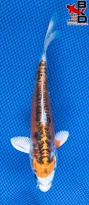 8" DOITSU KUJAKU Live Koi Fish Garden Pond 4/25 - Picture 1 of 5