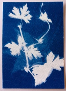 Original signed ACEO Collectors Art. Cyantype Floral 10/12 - Picture 1 of 2