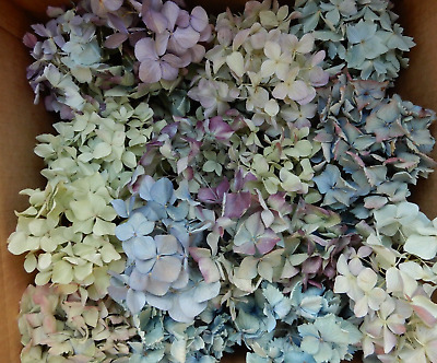 Más De 40 Cajas De Flores De Hortensia Seca Azul Tenso, Púrpura, Verde + Crema Hágalo Usted Mismo Artesanías • 11.67€
