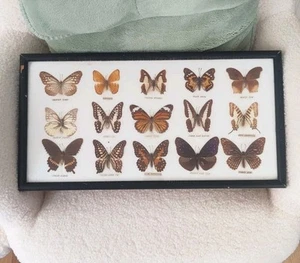 15 x echte gepinnte Schmetterlinge Sammlung. 15 Arten im Holzrahmen - Bild 1 von 19