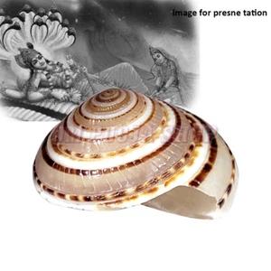 Vishnu Sudarshan Chakra Shankh Antique Puja Temple Shell Counch OmPoojaShop - Picture 1 of 2