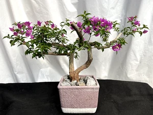 Beautiful Blooming Purple Old Live Bougainvillea Bonsai Tree Live Plant - Picture 1 of 9