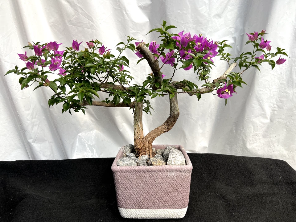 Beautiful Blooming Purple Old Live Bougainvillea Bonsai Tree Live Plant - Image 1 of 4