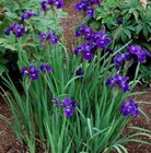Iris Flowers PERENNIAL live 3 Root plant purple Bearded German germanica