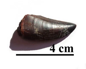 NEW! Excellent dino tooth, Late Cretaceous, Turonian, 90 ma, Uzbekistan #33 - Picture 1 of 6