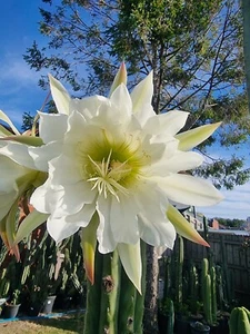 T SS02 x Julls Giant Op X30 Fresh Cactus Seeds šµ  - Picture 1 of 6