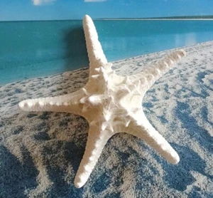 XXL Seestern "Knobby"natur 20-25cm *maritim*Sommer Strand Meer Deko echt 1 Stück - Bild 1 von 3