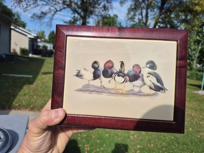 Ducks Unlimited Poker Set Fichas 2 Barajas de Cartas Selladas Hermoso Estuche de Madera Foto 1 de 4