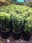 TOM THUMB EUONYMUS Dwarf Garden Hedge Plant