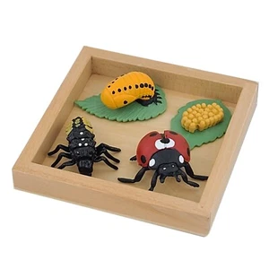 Models of Ladybug Life Cycle with Tray - MONTESSORI BIOLOGY MATERIALS - Bild 1 von 1