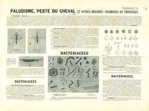 Cabinet de curiosité 1906 anatomie du cheval planche n°71 - Picture 1 of 1