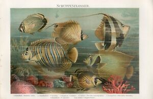1895 TROPICAL CORAL FISH EMPEROR ANGELFISH SEA SPONGES Chromolithograph Print